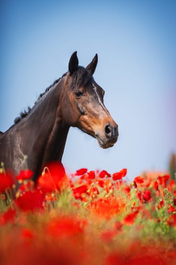 NRPS D-Pony, 17 jaar, stokmaat 1.48, Sifra, Dieren en Toebehoren, Pony's, Merrie, Dressuurpony, 11 jaar of ouder, D pony (1.37m tot 1.48m)