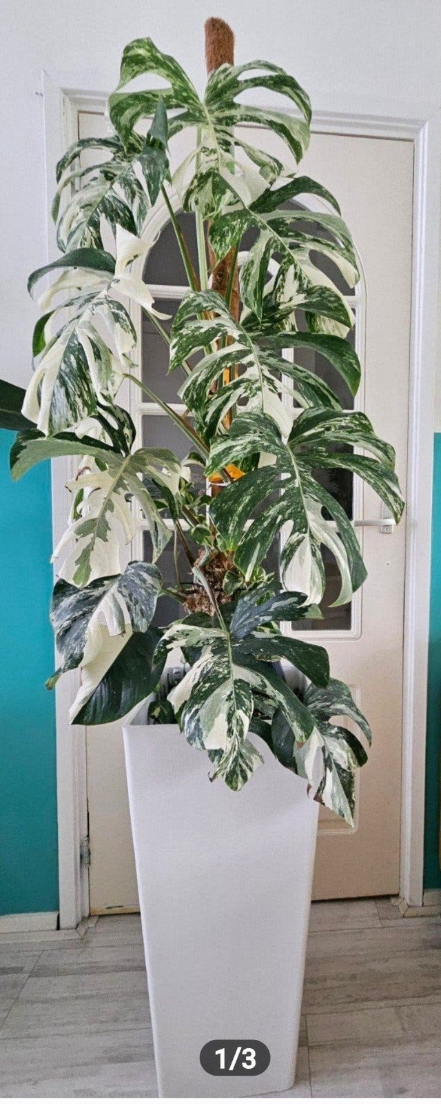 Monstera Variegata Albo, Ophalen
