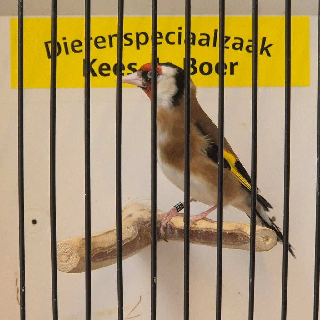 Kleine putter man, Dieren en Toebehoren, Vogels | Overige Vogels, Mannelijk, Wildzangvogel, Geringd