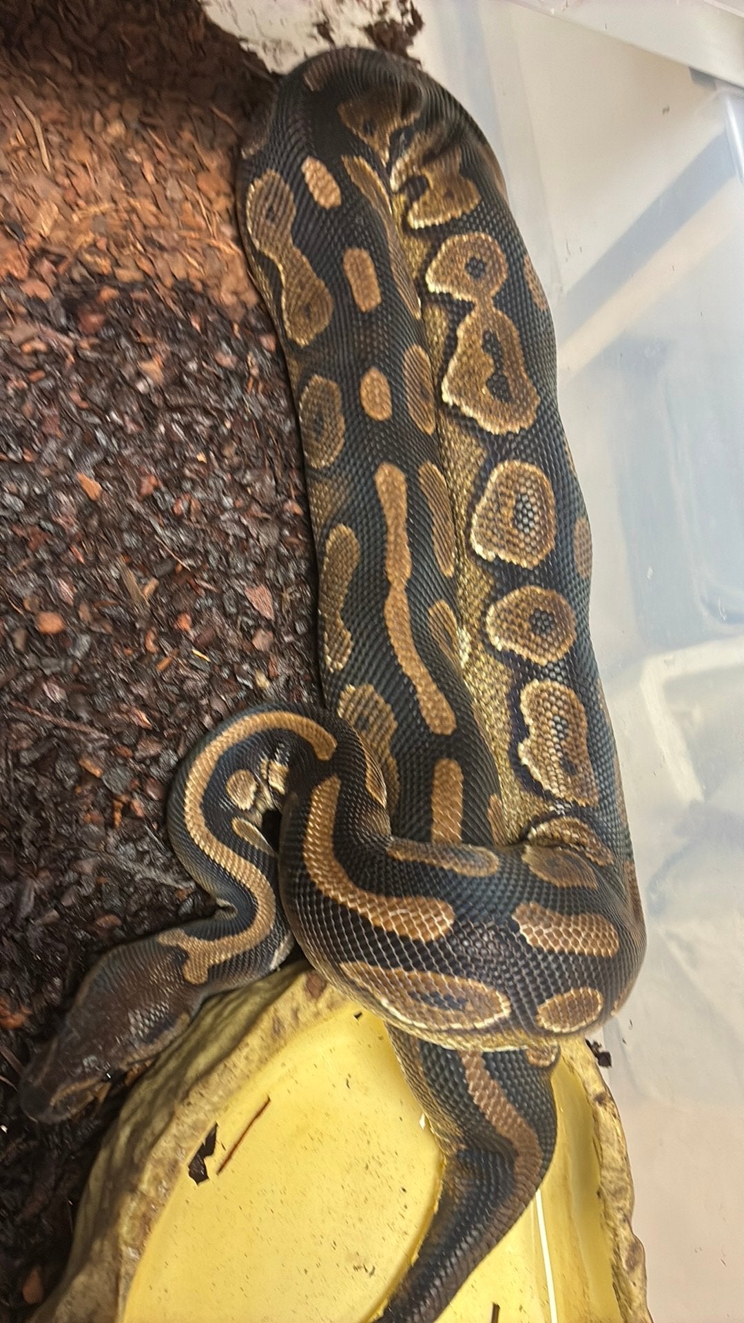 Ball python regius