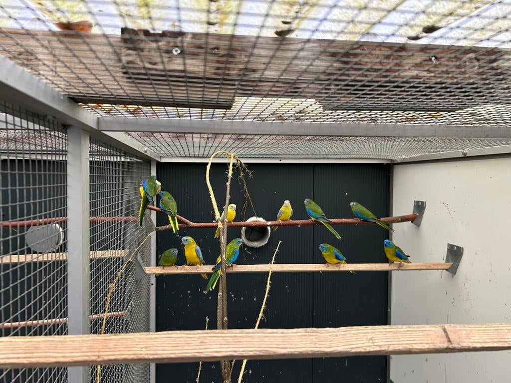 Turquoisine, Dieren en Toebehoren, Vogels | Parkieten en Papegaaien, Meerdere dieren, Parkiet, Geringd