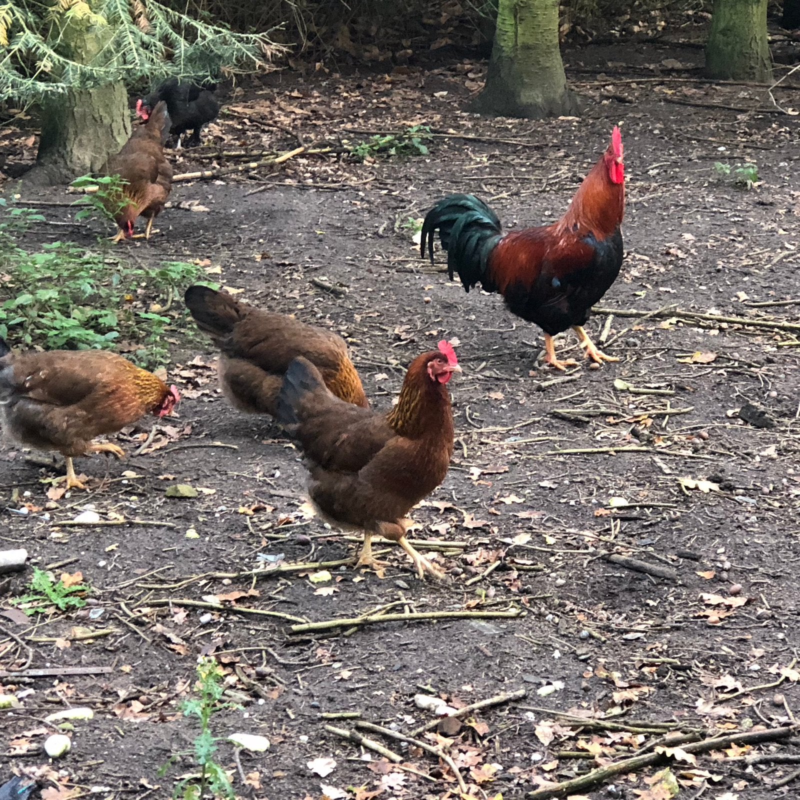 Welsummers, Dieren en Toebehoren, Meerdere dieren, Kip