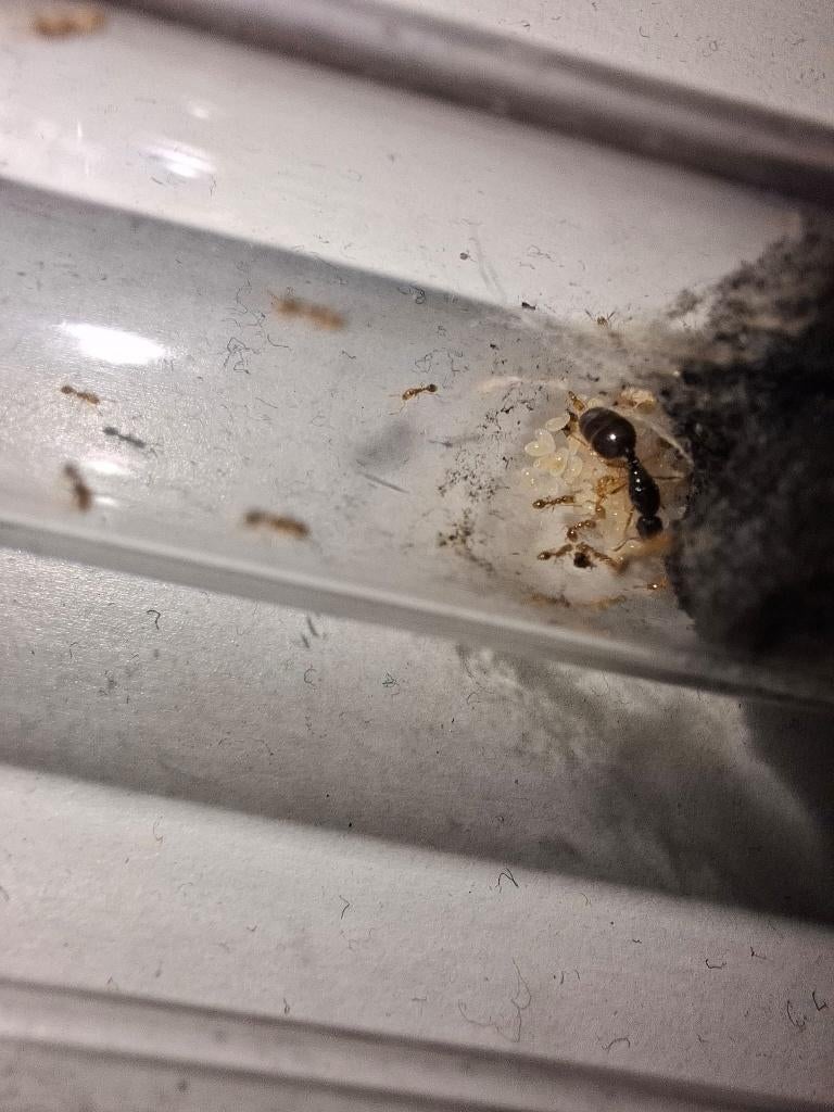 Solenopsis Fugax | 10-20 Werksters | Queen | Ants, Dieren en Toebehoren, Mieren