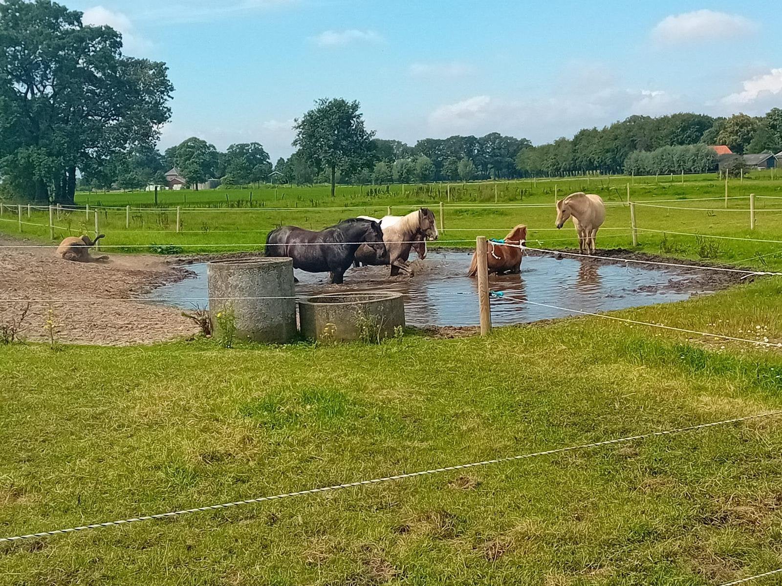 Paddock Paradise Bornerbroek, Weidegang, Nvt, Nvt, 4 paarden of pony's of meer