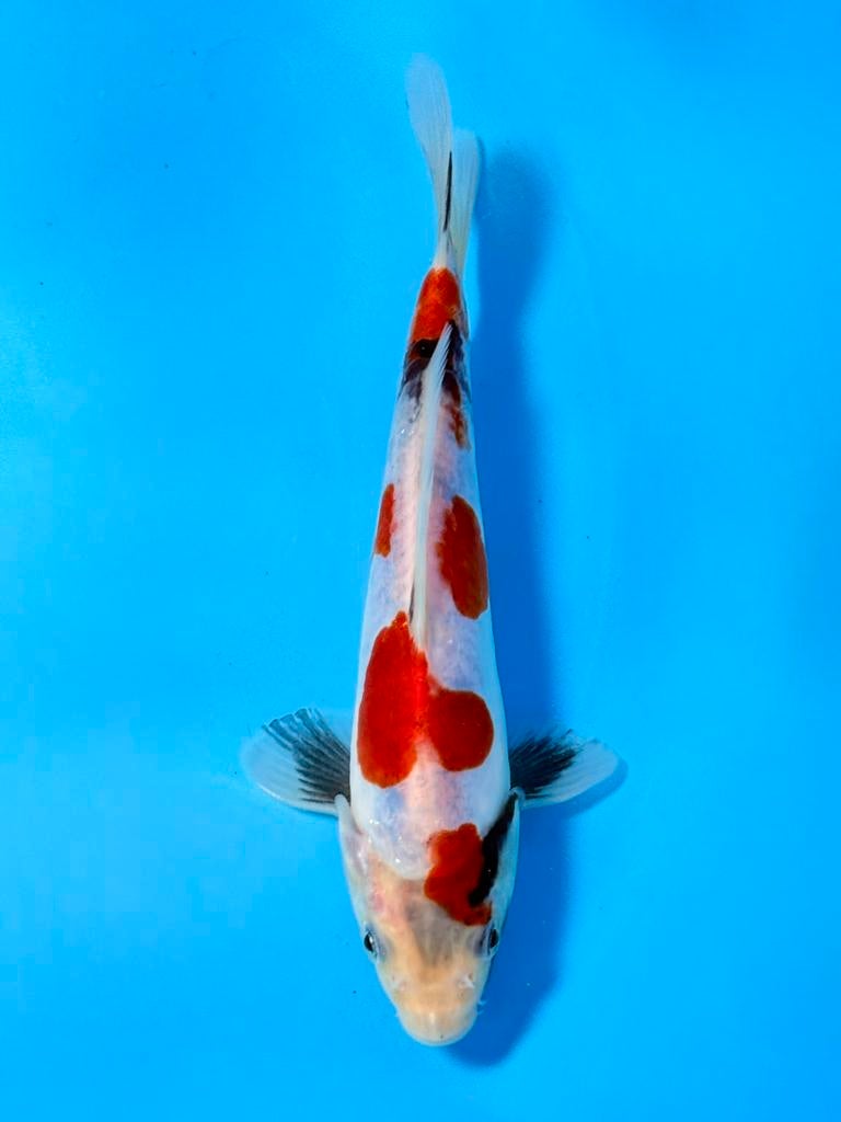 Japanse Koi – Marushi | Doitsu Showa | Incl Certificaat, Karper of Koi