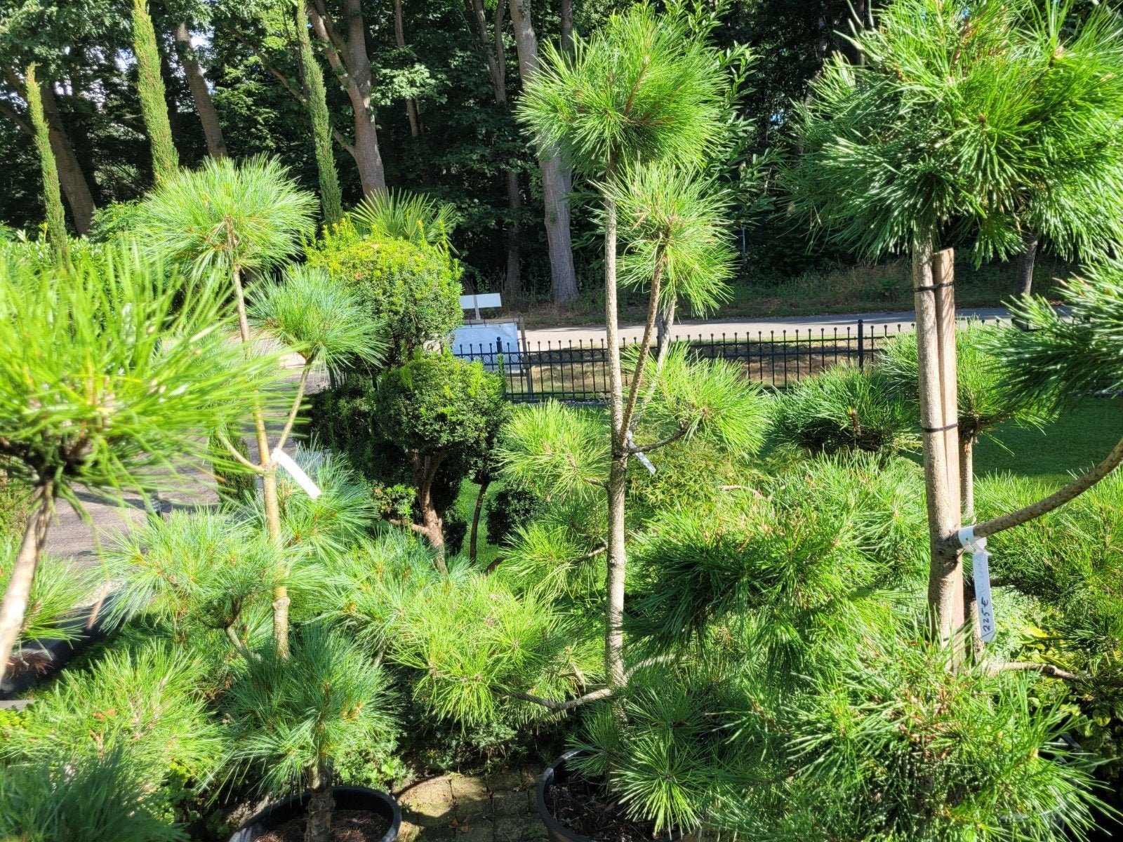 Pinus Sylvestris/Nigra Ponpon - Japanse Bonsai Den, Volle zon, Vaste plant, Bloeit niet, Ophalen