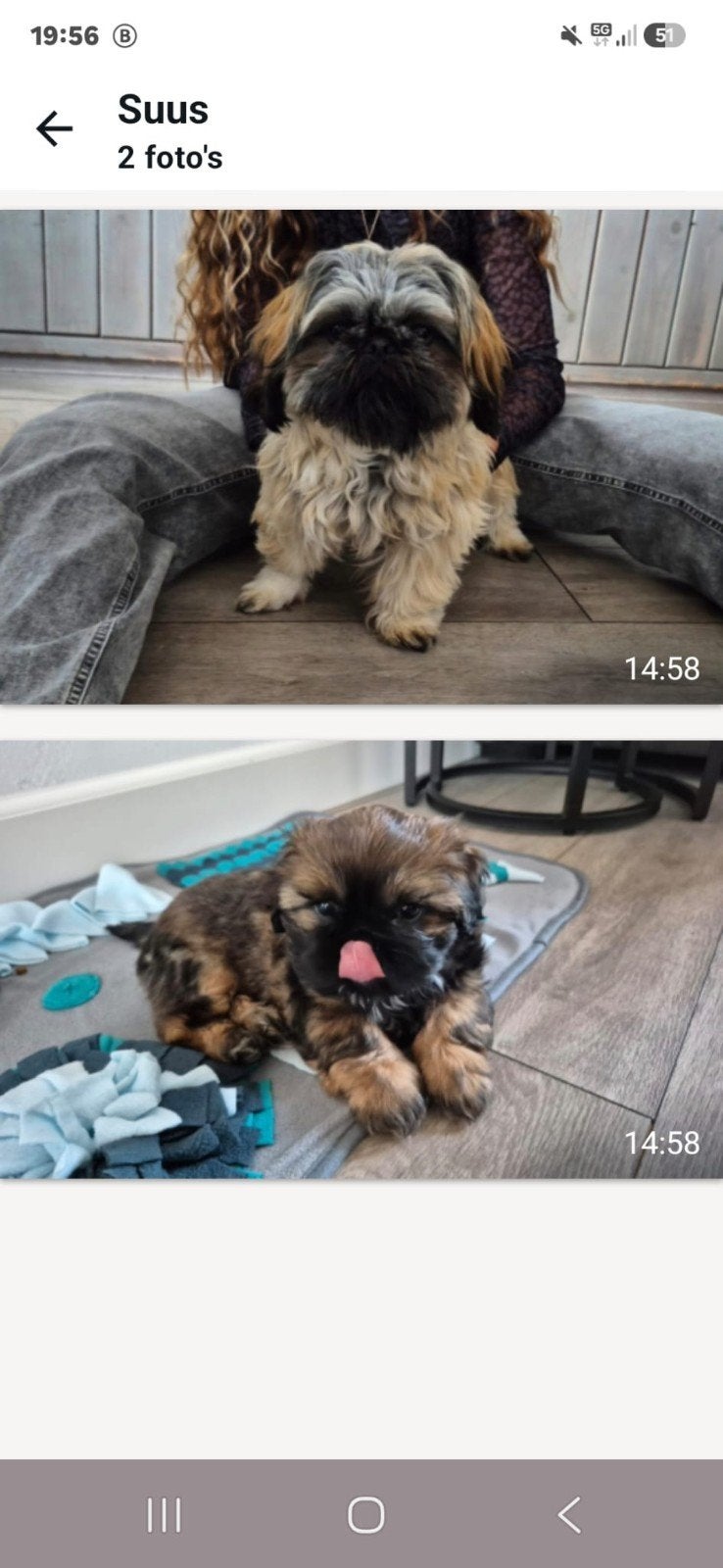 Boomer pup, 15 weken tot 1 jaar, CDV (hondenziekte), Eén hond, Nederland
