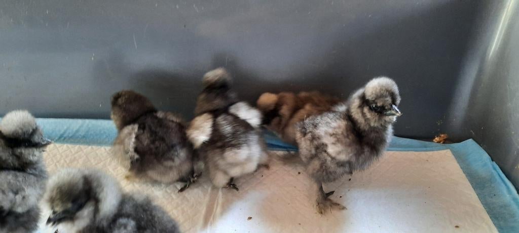 6 prachtige blauwe donkere USA zijdehoen kuikentjes kuiken, Geslacht onbekend, Kip