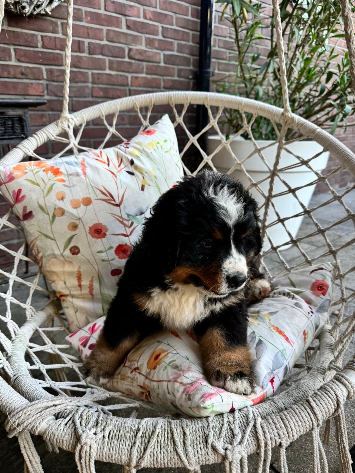 Nog één mooie  raszuivere Berner Sennen pup te koop; reutje, 8 tot 15 weken, Parvo, Meerdere, Nederland
