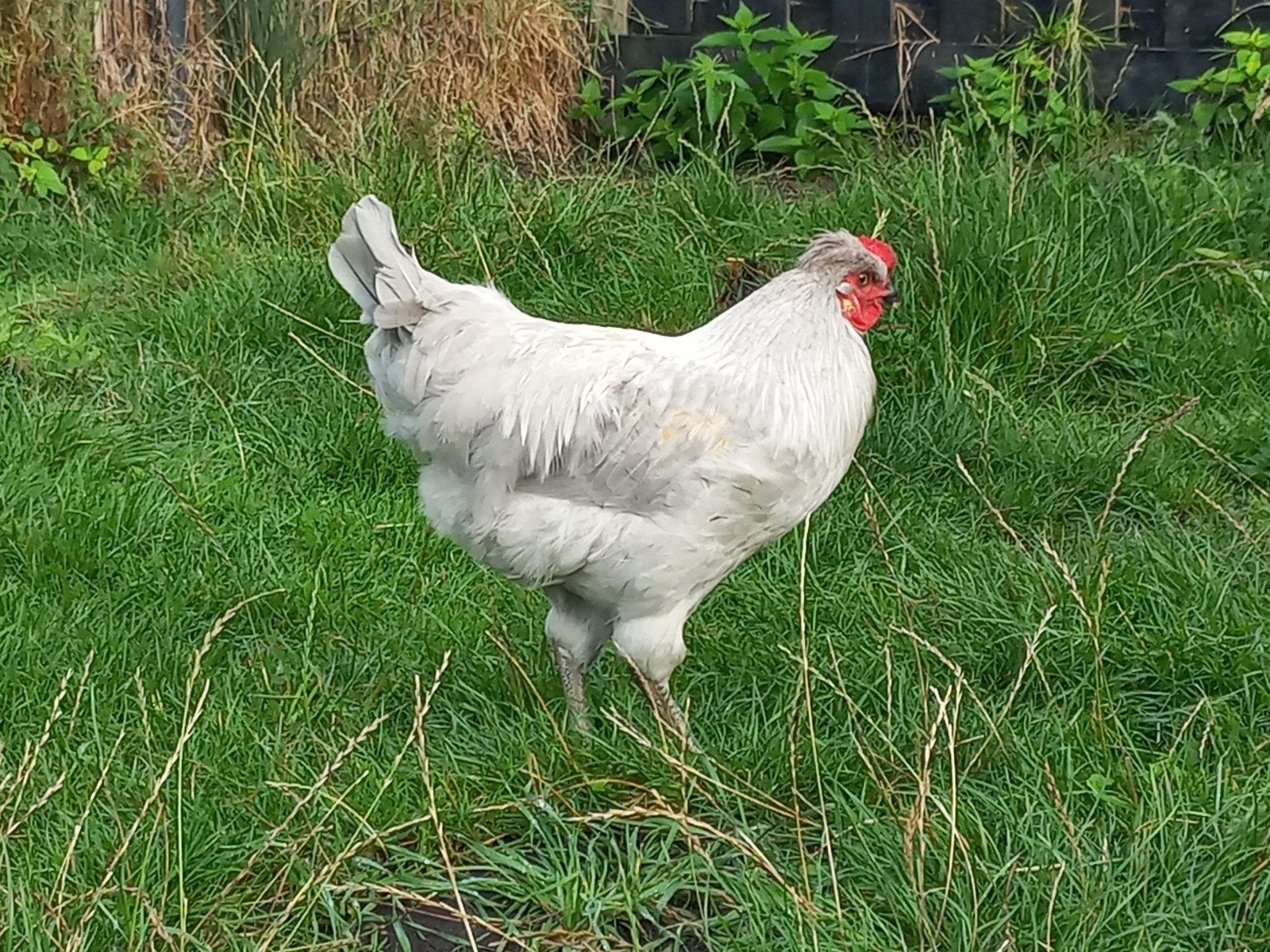 twee hanen van 4 maanden oud - gratis, Dieren en Toebehoren, Pluimvee, Mannelijk, Kip