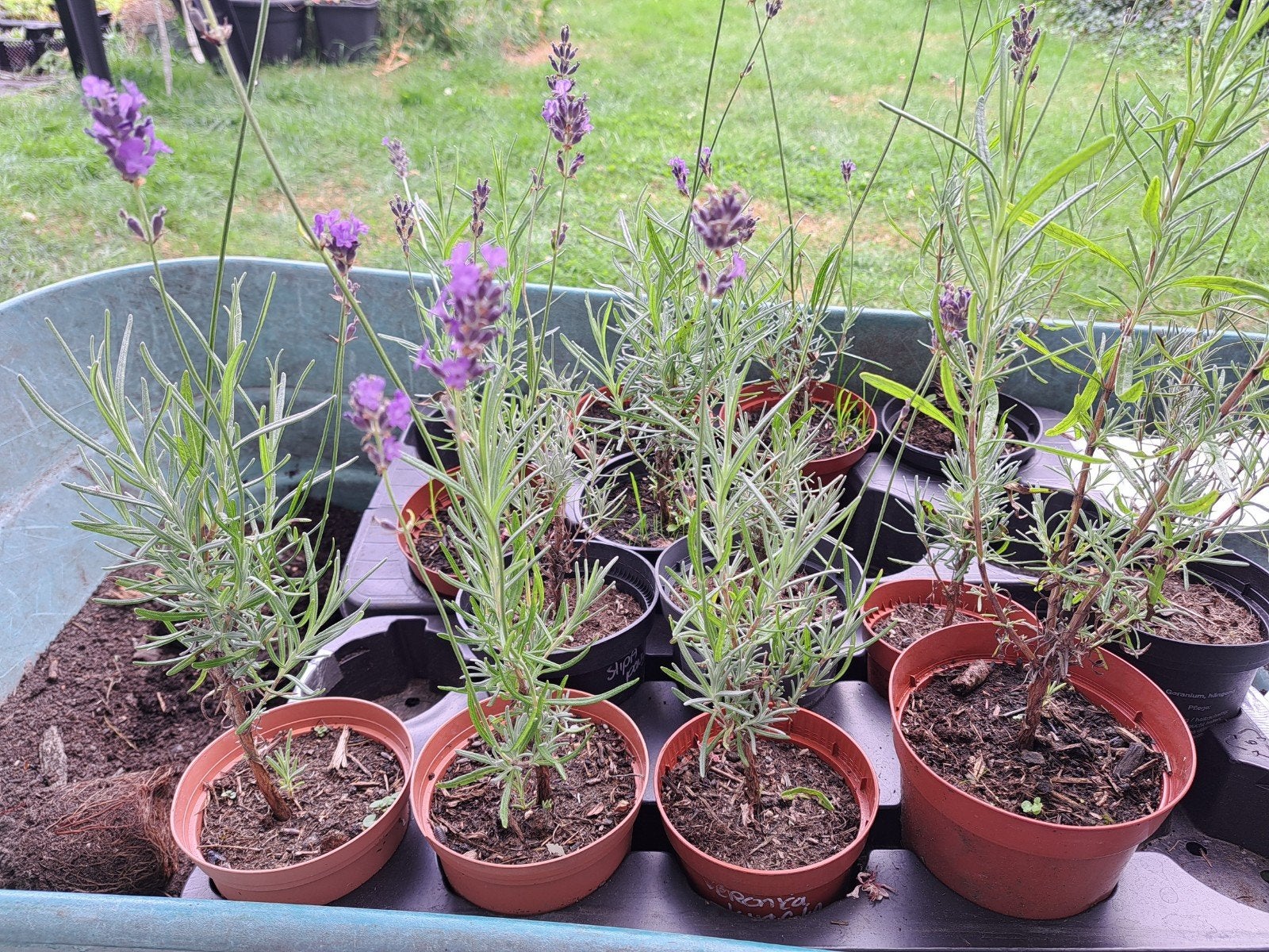 Lavendula  hidcote. Goed winterharde lavendel, Ophalen, Overige soorten, Volle zon