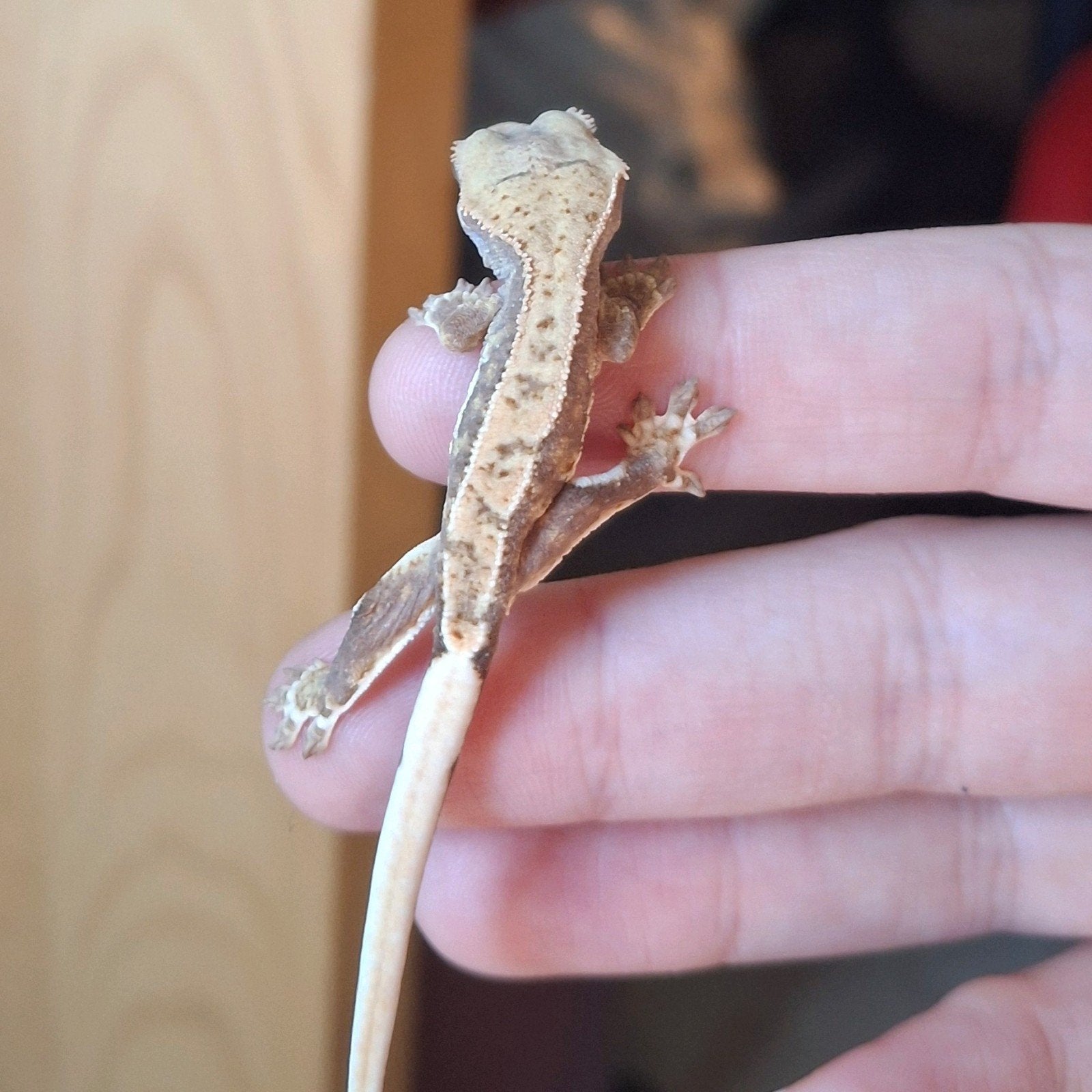 Leuke tricolor lilly white wimpergekko/crested gecko 0.0.1 Crested Gecko photo 5