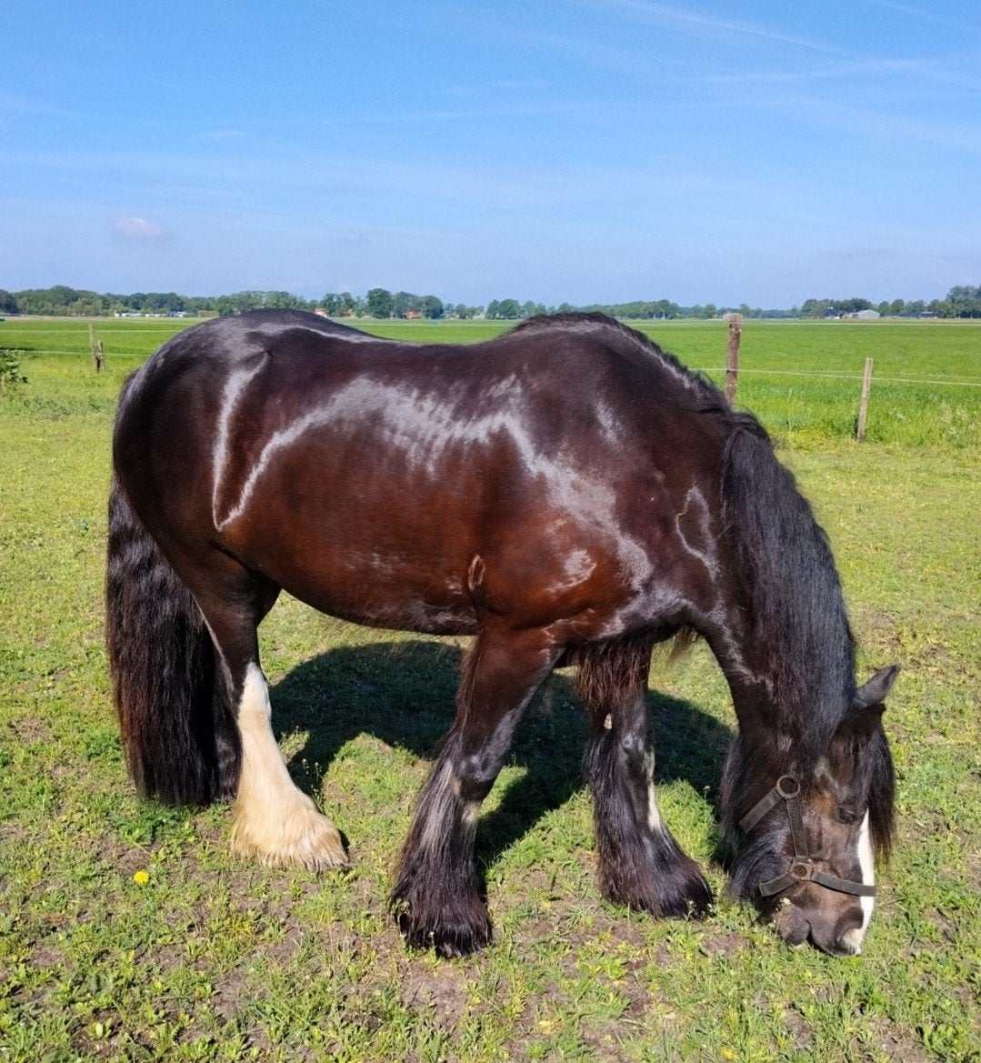 Te koop Tinkerpony, Minder dan 160 cm, Ruin, 11 jaar of ouder, Ingeënt