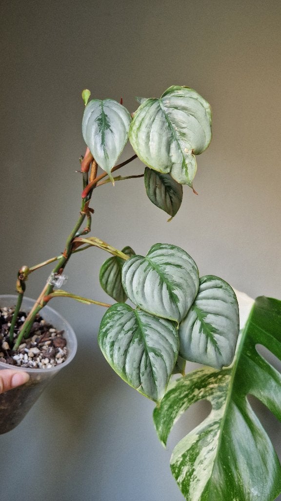 Philodendron Sodiroi, Huis en Inrichting, Kamerplanten, Ophalen of Verzenden, Halfschaduw, Minder dan 100 cm