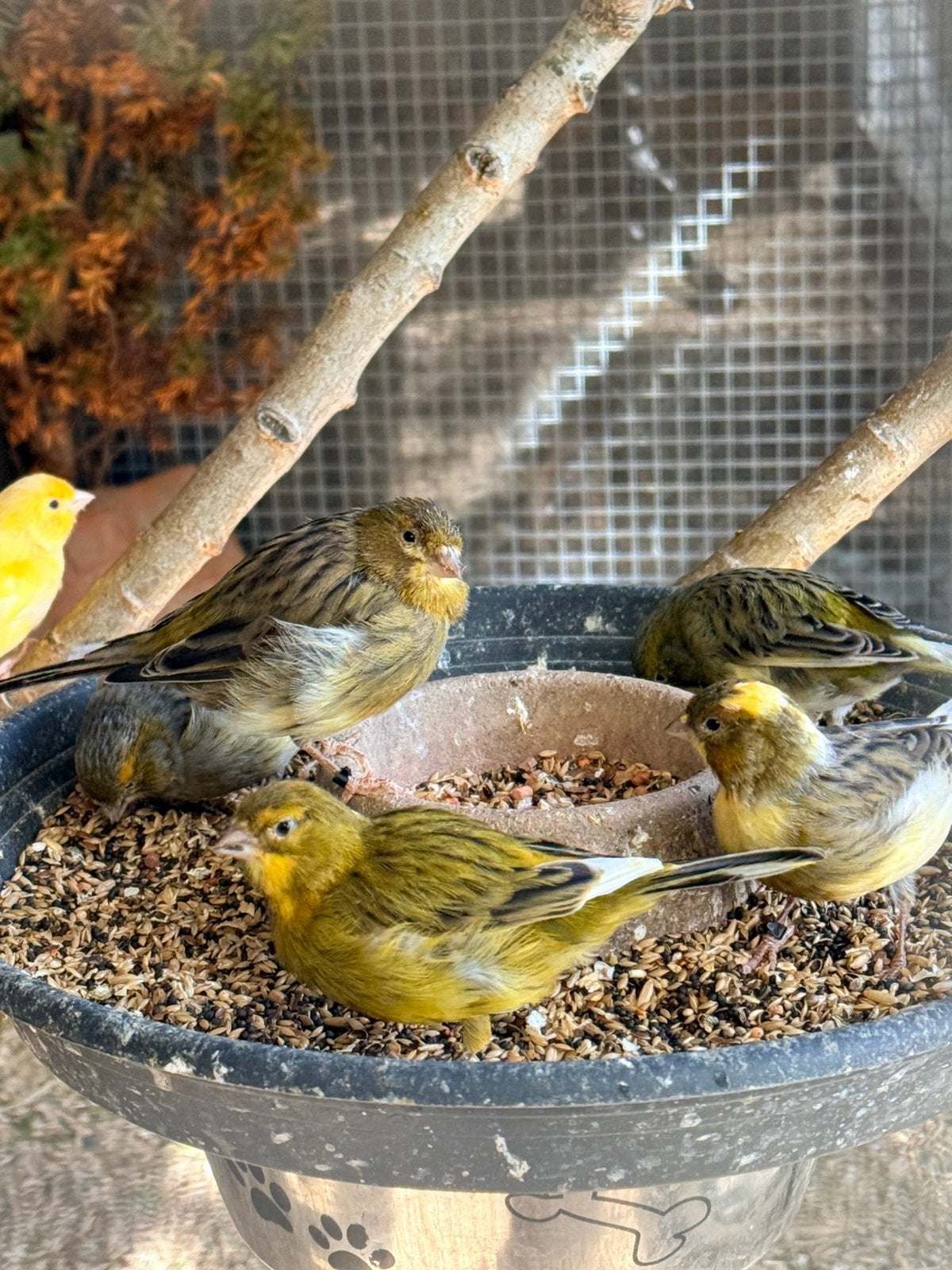 kanaries, Dieren en Toebehoren, Meerdere dieren, Zangkanarie