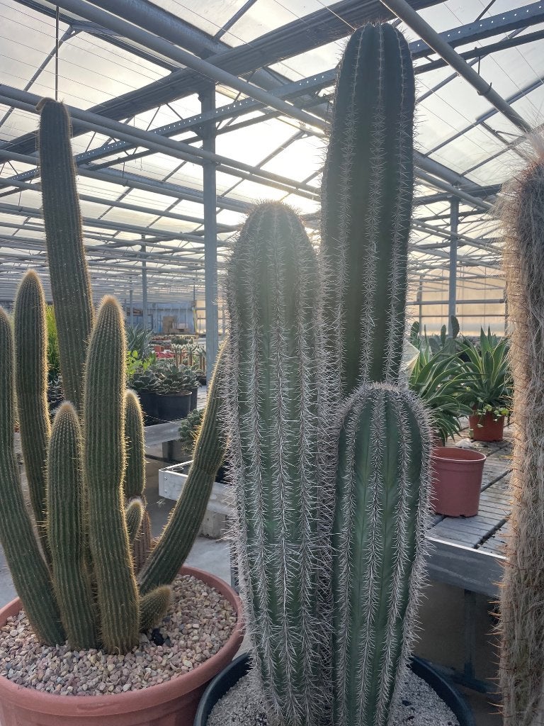 Cactus Pachycereus Pringlii 4 stammen  hoogte circa 182 cm., Ophalen, Bloeiende kamerplant, 150 tot 200 cm, Volle zon