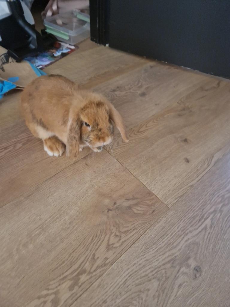 2 super lieve mooie konijnen, Dieren en Toebehoren, Konijnen, Meerdere dieren