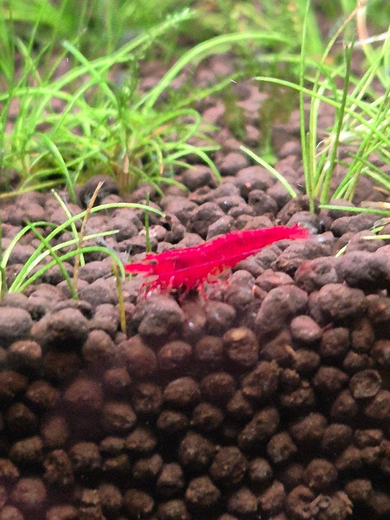 Rode garnaal, Neocaridina davidi Fire Red, Kreeft, Krab of Garnaal, Zoetwatervis