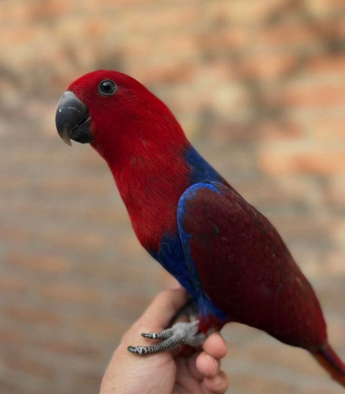 Super tamme edel papegaai 15 weken oud, Dieren en Toebehoren, Vogels | Parkieten en Papegaaien, Geslacht onbekend, Papegaai, Tam
