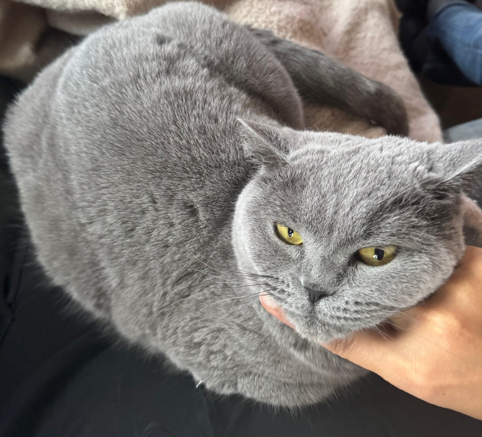 Britse korthaar, Dieren en Toebehoren, Katten en Kittens | Raskatten | Korthaar, Poes, Gechipt