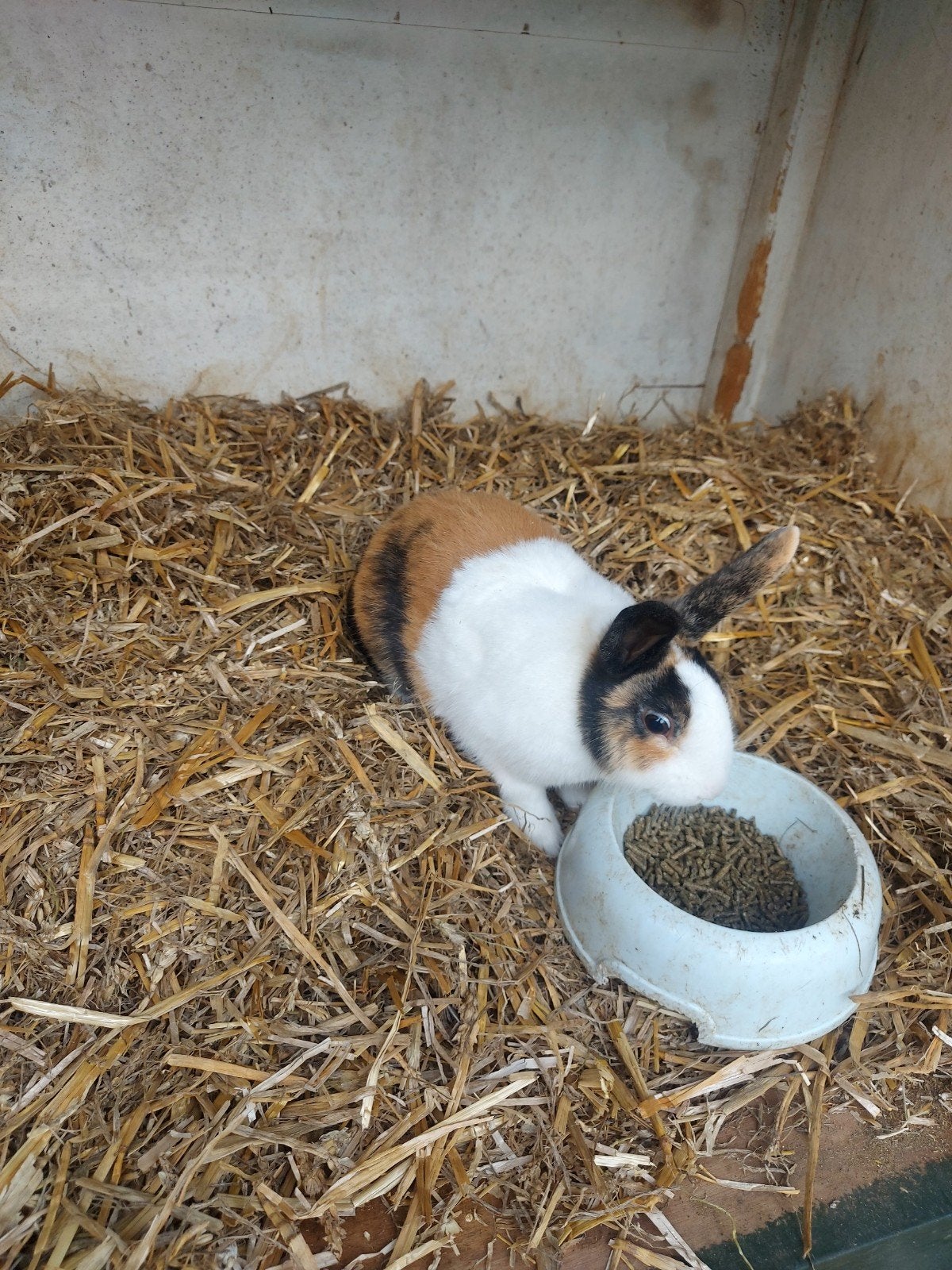 Te koop jonge Hollander (dek)ram - 3 kleur, Dieren en Toebehoren, Mannelijk, Klein, 0 tot 2 jaar