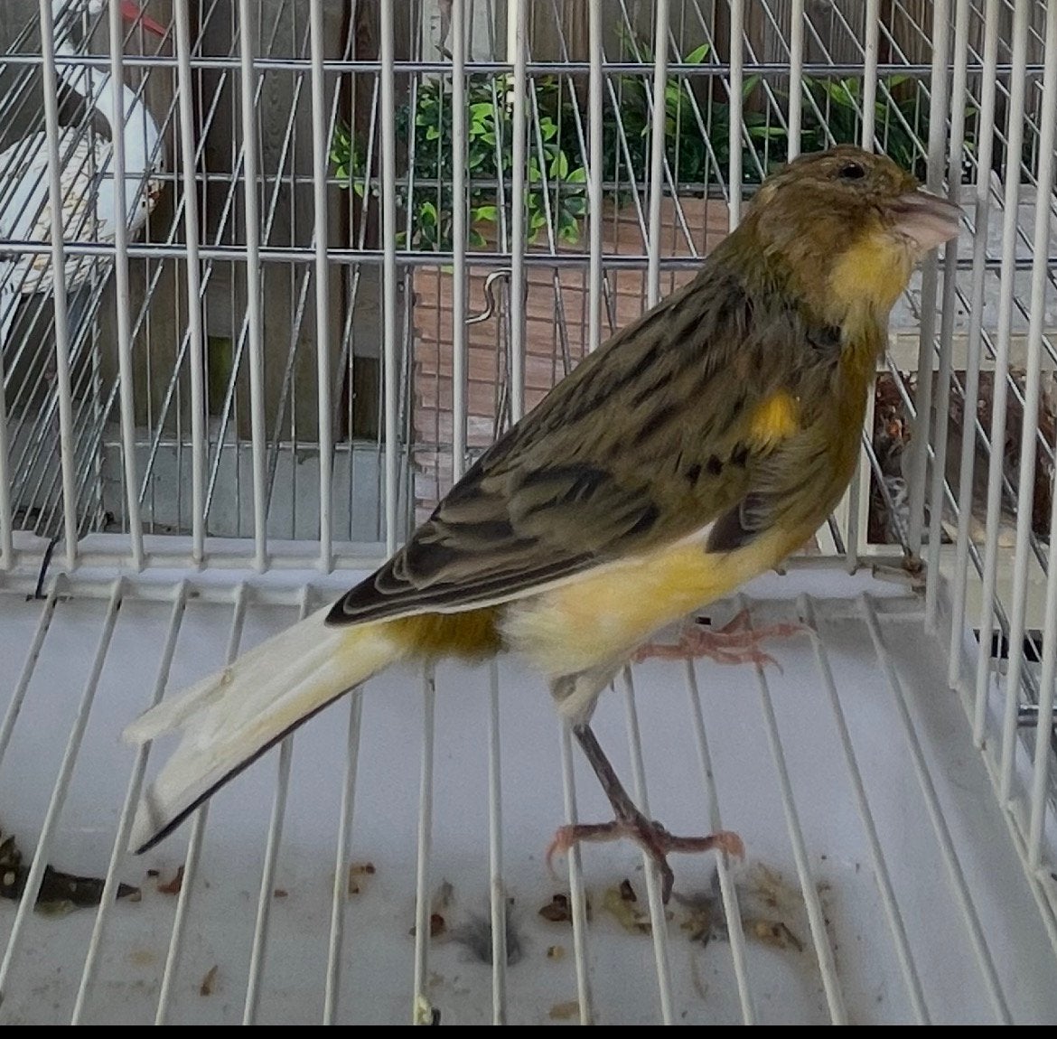 Mooi prachtig twee volwassen kanaries mannetjes te koop, Dieren en Toebehoren, Vogels | Kanaries, Mannelijk, Zangkanarie