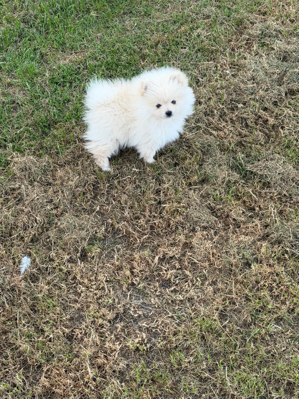 Lief pomriaan reutje te koop, Dieren en Toebehoren, Keeshond, Reu, 8 tot 15 weken, Parvo
