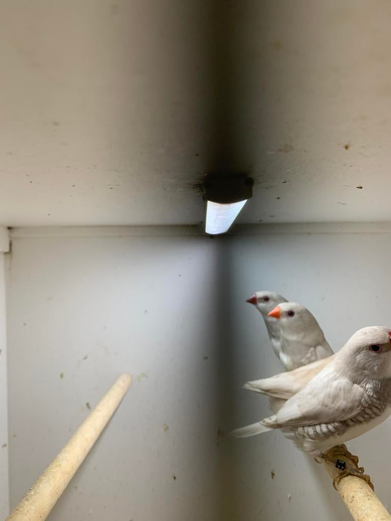 1 koppel diamand vinkjes pastel, Meerdere dieren