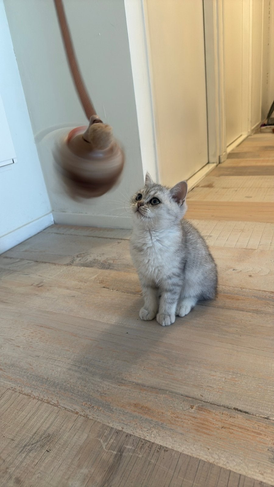 Britse korthaar kitten, Dieren en Toebehoren