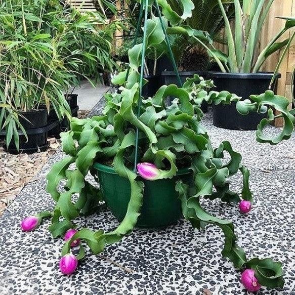 Stekken Epiphyllum Guatemalense Monstruosa, Ophalen of Verzenden, Halfschaduw, Minder dan 100 cm