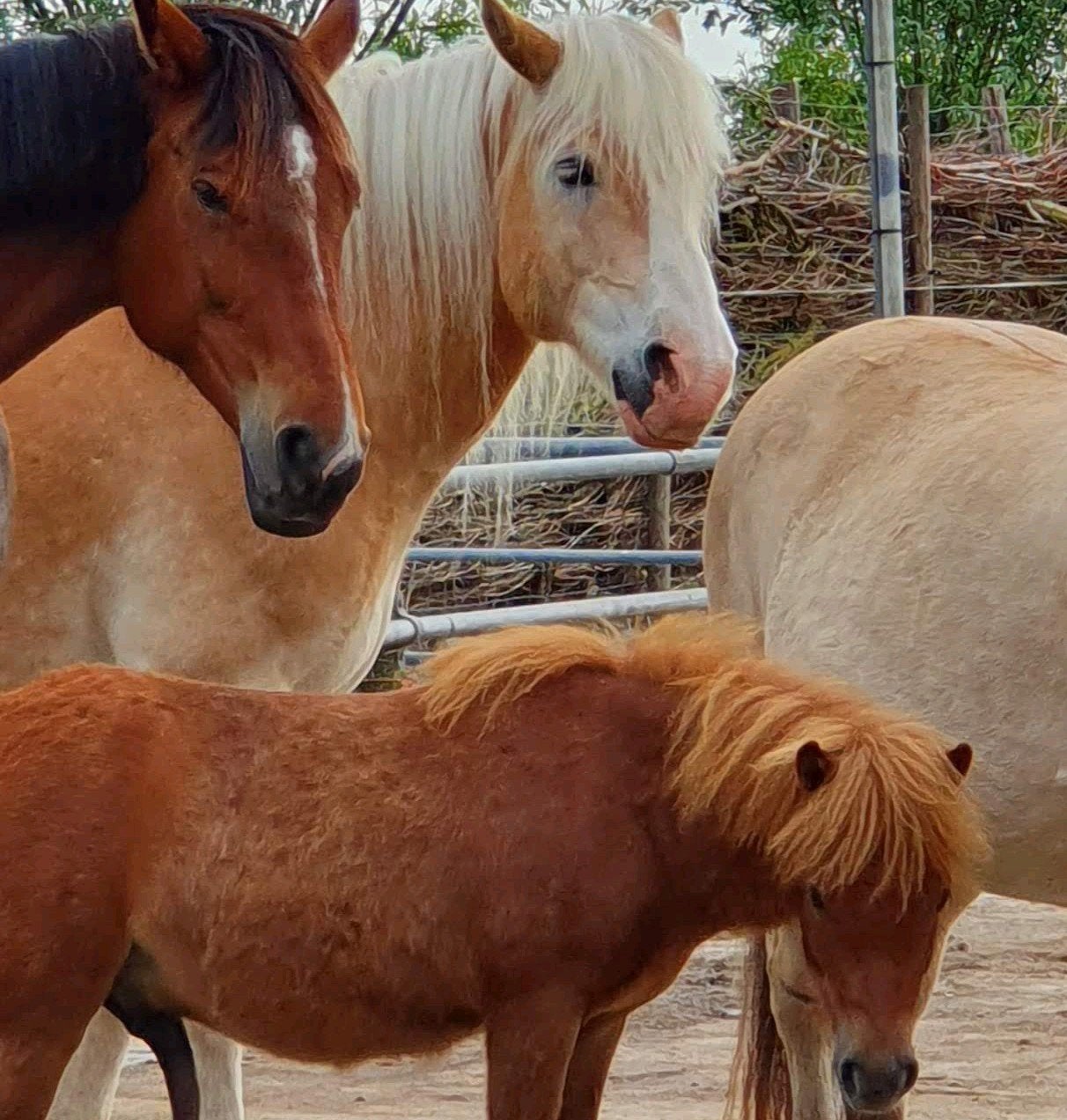 GEZOCHT Stalling voor 2 pony's, Stalling, 2 of 3 paarden of pony's
