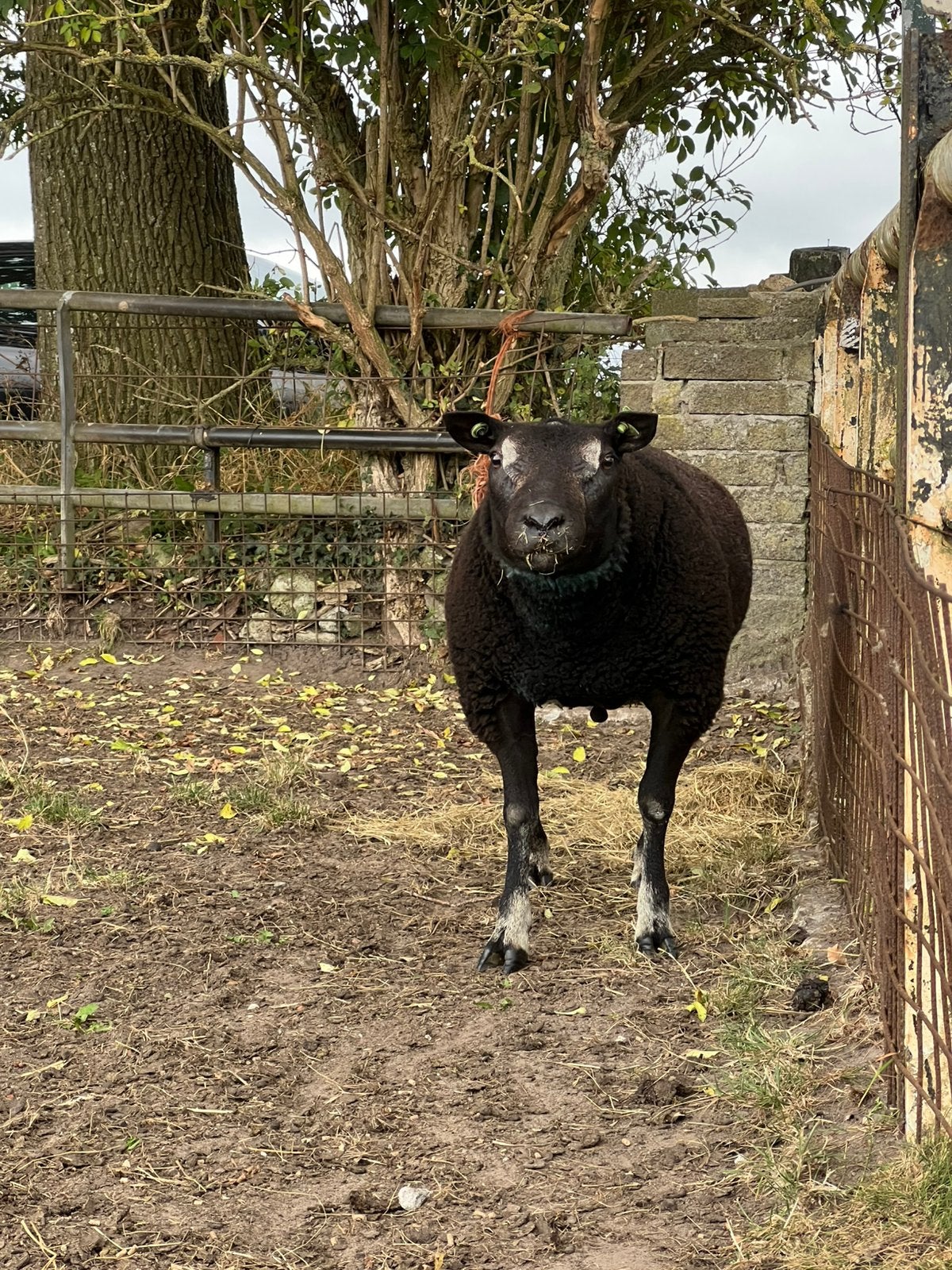 Stamboek dassenkop ram, Dieren en Toebehoren, Schapen, Geiten en Varkens, Mannelijk, Schaap