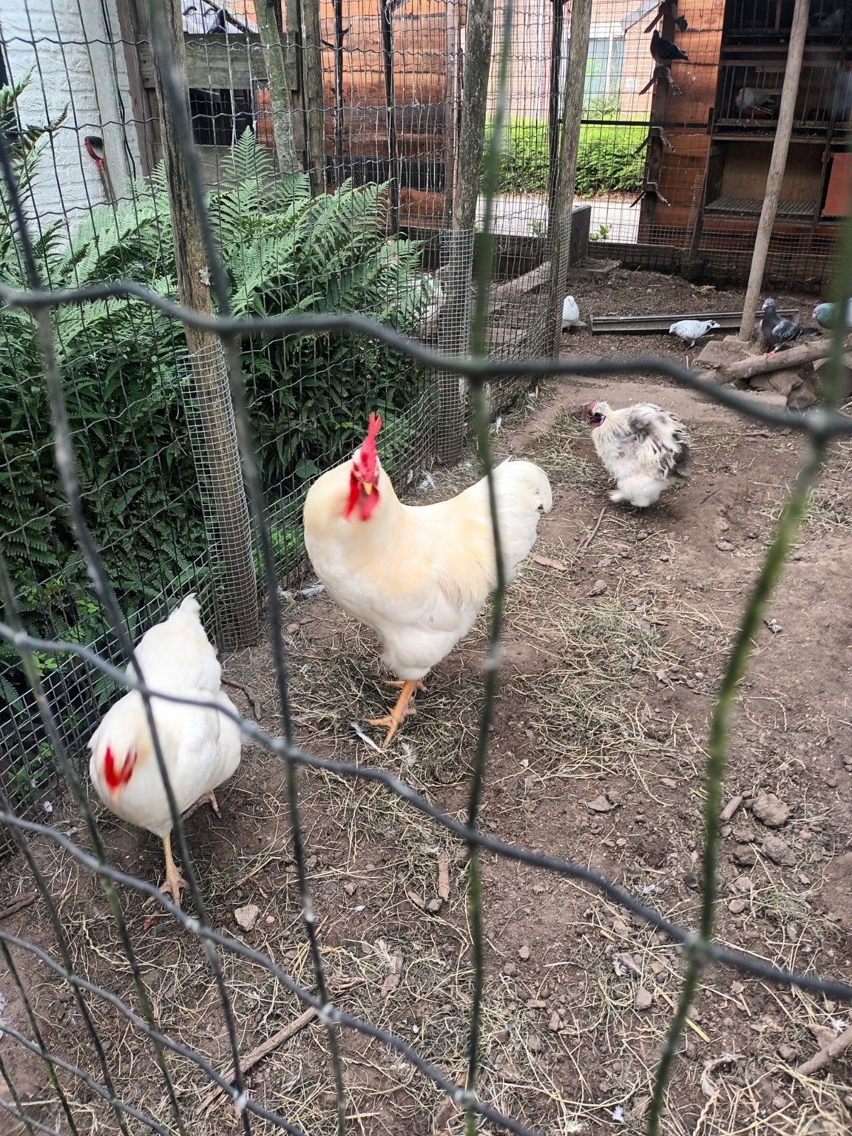 Witte Barnevelder, Dieren en Toebehoren, Mannelijk, Kip