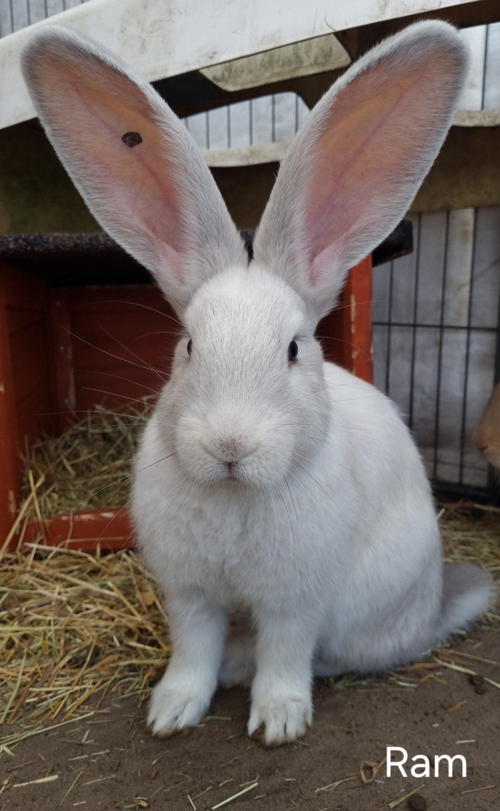 Duitse reus, Meerdere dieren, Groot, 0 tot 2 jaar
