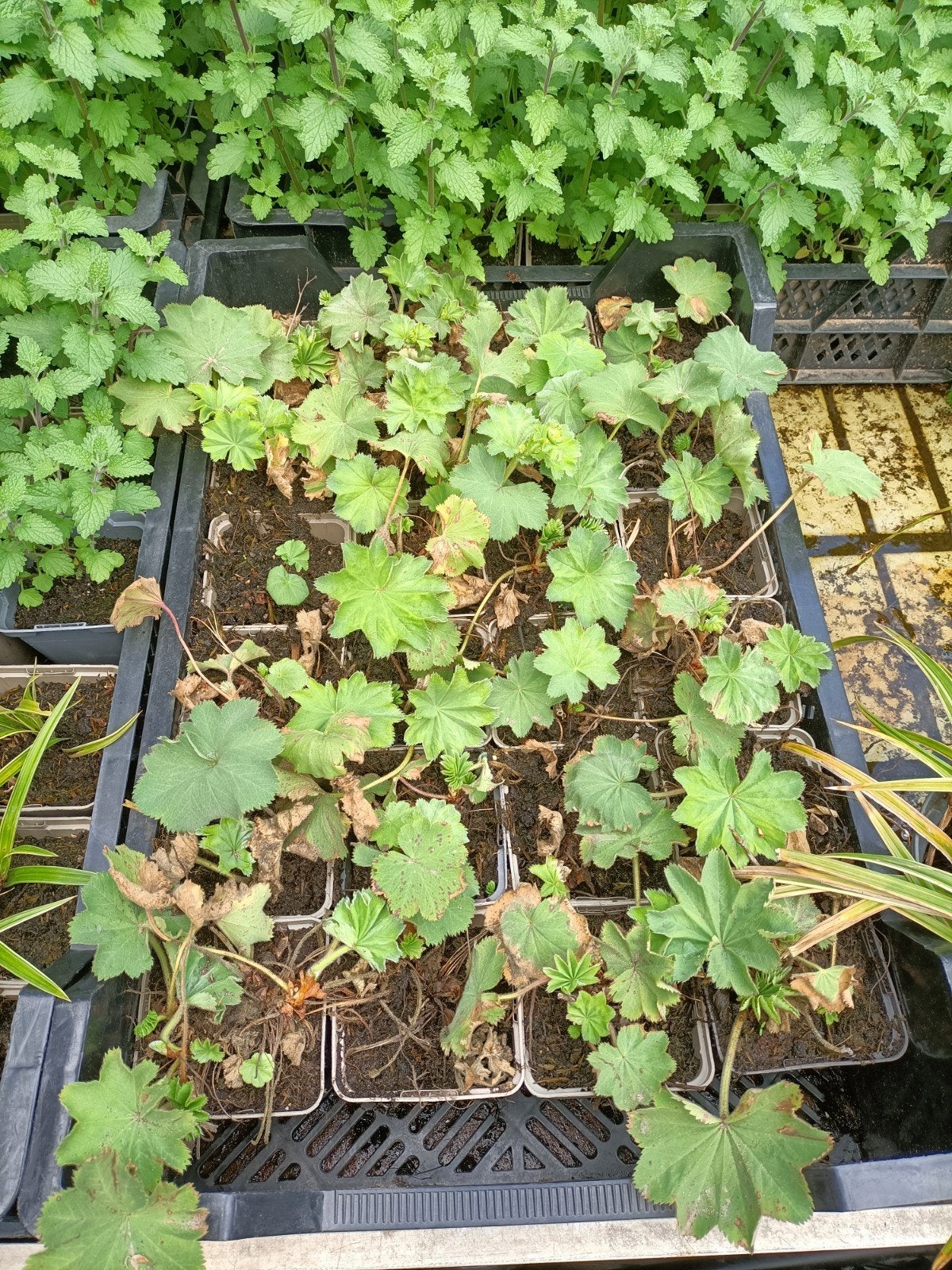 Vrouwenmantel - Alchemilla mollis (15st voor €12,50), Ophalen, Vaste plant, Bodembedekkers, Halfschaduw