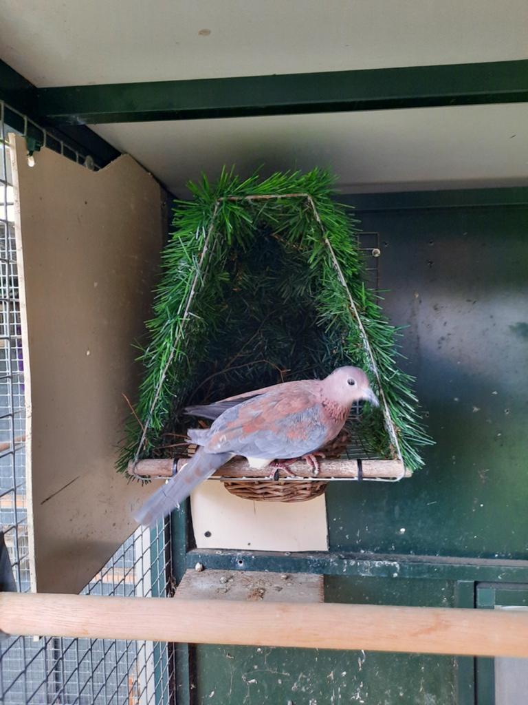 Senegal tortelduifje doffer, Dieren en Toebehoren, Mannelijk, Tortelduif