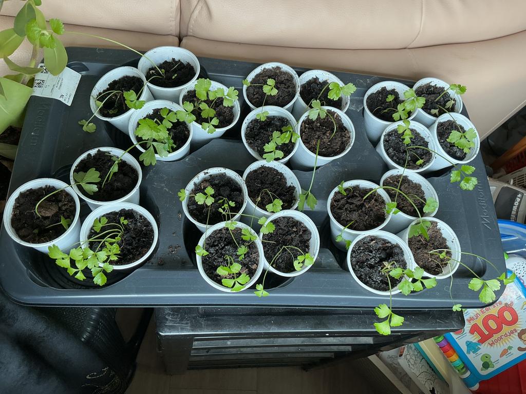 Verse Surinaamse selderij plantjes - Perfect voor uw tuin!, Tuin en Terras, Planten | Tuinplanten, Vaste plant, Kruiden, Halfschaduw