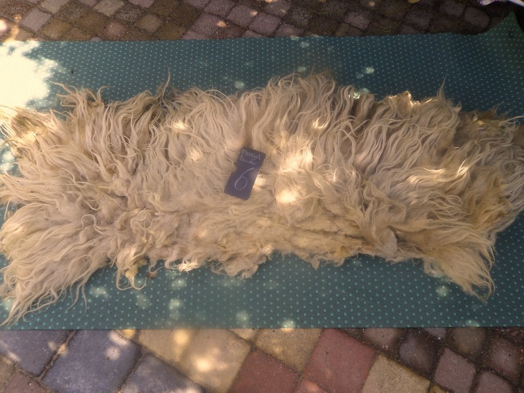 Mergellander schapenvacht vilten gewassen lange wol kransen, Ophalen of Verzenden, Nieuw, Spinwol