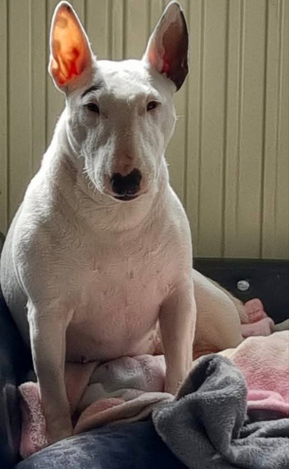 minni bull terriër  dekreu gezocht, Overige rassen, 1 tot 2 jaar, Teef, Eén hond