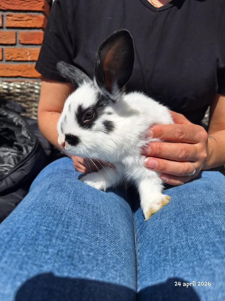 4 leuke baby konijnen, Meerdere dieren