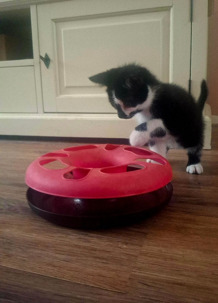 (Nog 2 beschikbaar) 3 mooie, lieve sociale kittens!, Dieren en Toebehoren, Katten en Kittens | Overige Katten, Meerdere dieren