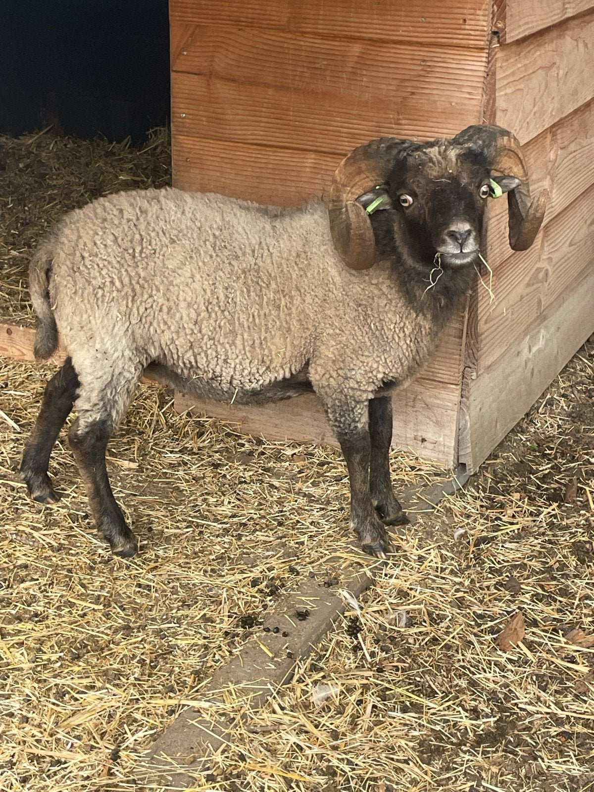 Quessant Schimmel  rammetje 2025, Mannelijk, Schaap