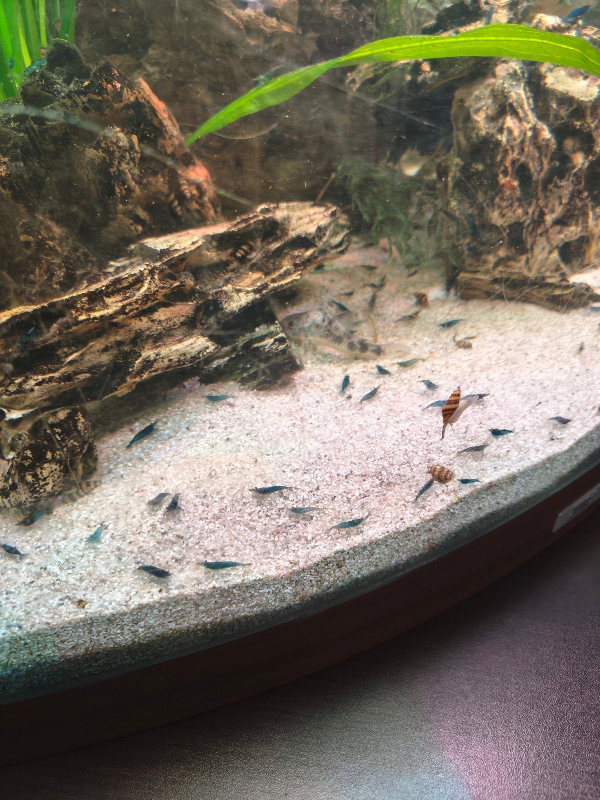 garnalen, Dieren en Toebehoren, Vissen | Aquariumvissen, Kreeft, Krab of Garnaal
