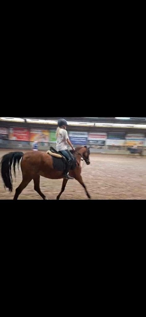 verzorg pony gezocht!, Ophalen of Verzenden, Nieuw