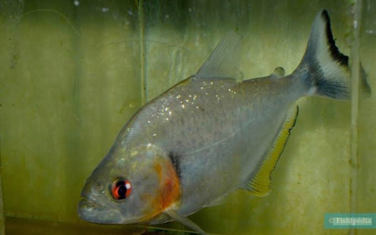 Rhombeus Piranha, Dieren en Toebehoren, Vissen | Aquariumvissen