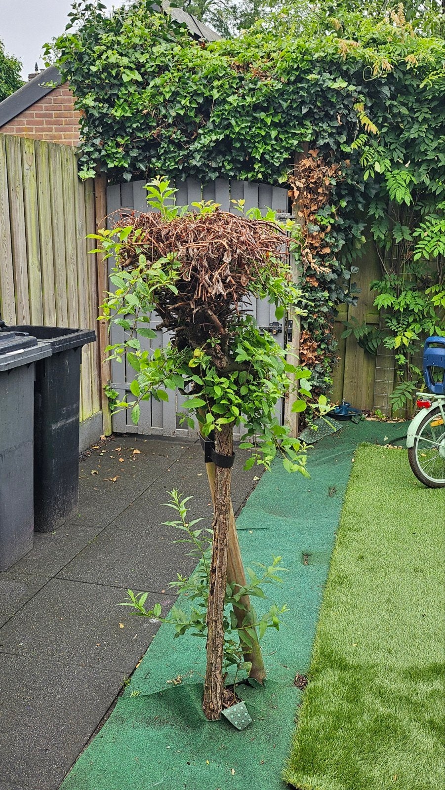Boompje gratis af te halen, Tuin en Terras, Planten | Bomen, Ophalen of Verzenden, Halfschaduw, Overige soorten, Minder dan 100 cm