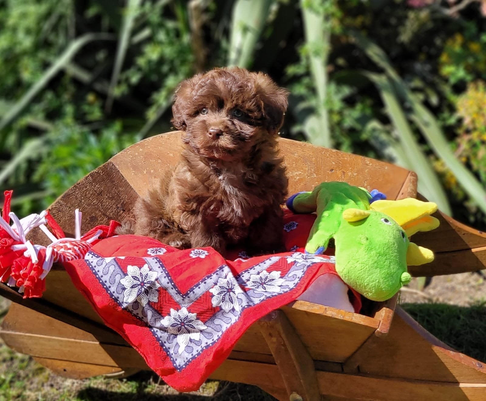 Leuke boomer pups te koop!, Parvo, Overige rassen, 8 tot 15 weken, Meerdere