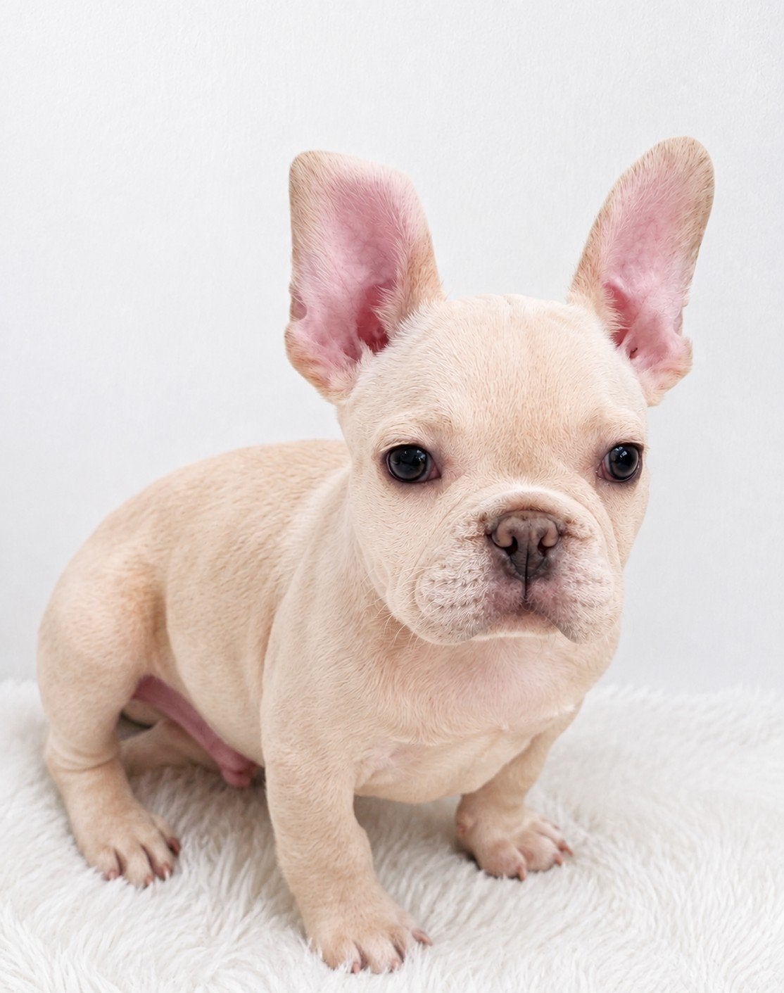 ️ UNIEKE FRANSE BULLDOG PUPS – LANGERE SNUITJES, Dieren en Toebehoren, Parvo, 8 tot 15 weken, Bulldog, Meerdere