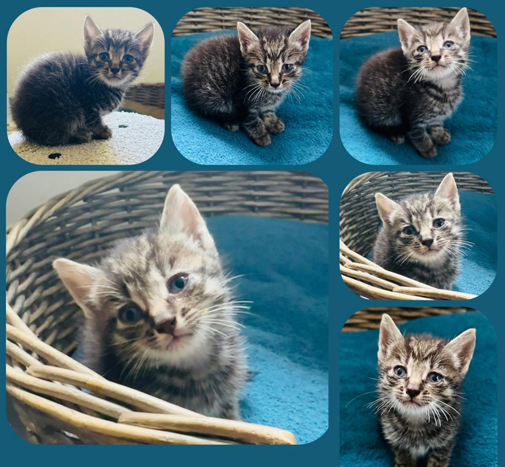 Schattige lieve kittens zoeken een huisje!, Meerdere dieren, Ontwormd, 0 tot 2 jaar