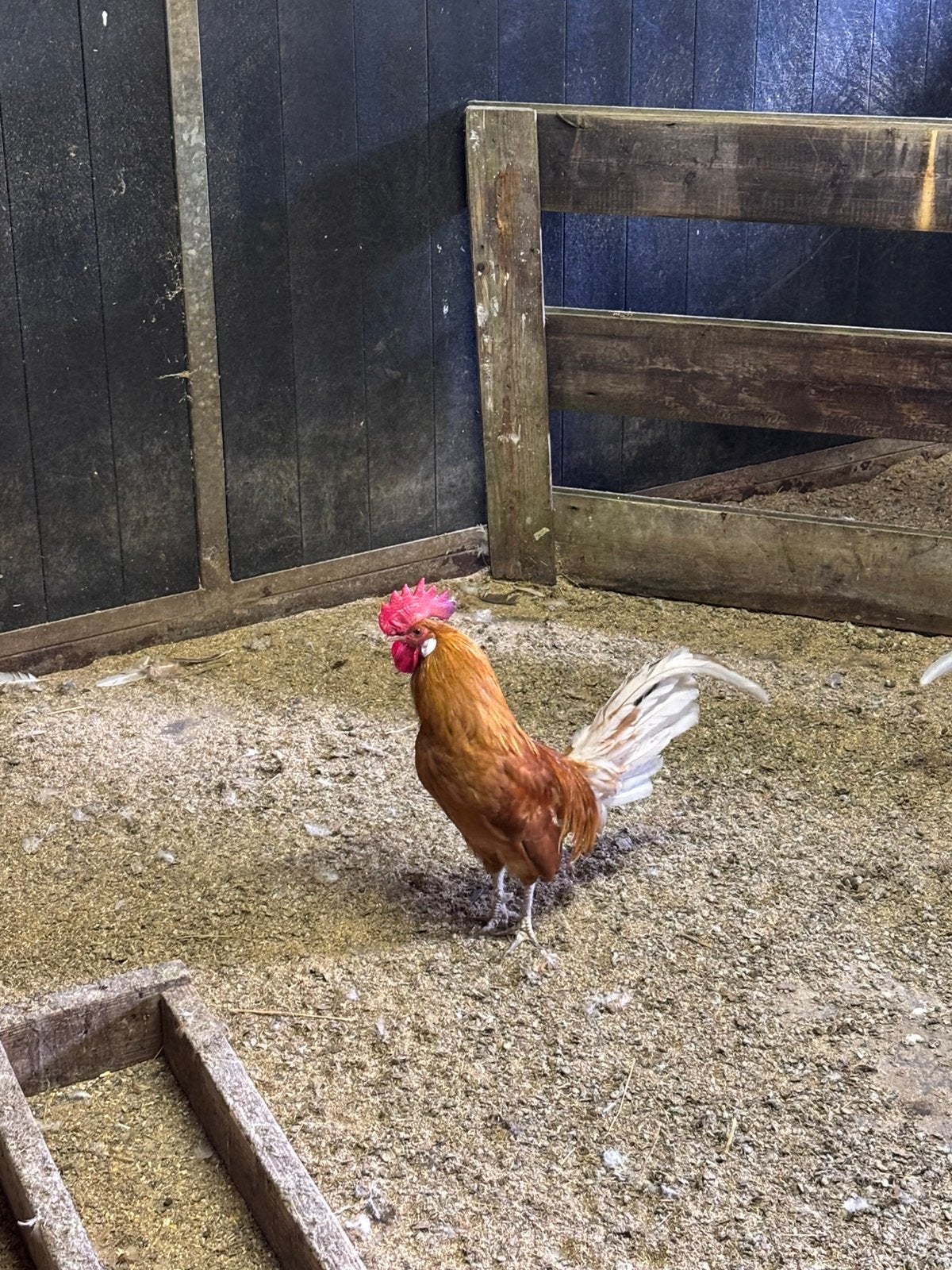 goudbrakel haan gratis af te halen, Dieren en Toebehoren, Pluimvee, Mannelijk, Kip